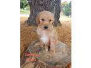 Labradoodle Puppy for sale in Sturgis, MI, USA