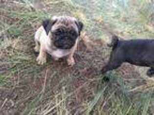 Pug Puppy for sale in Rockvale, CO, USA