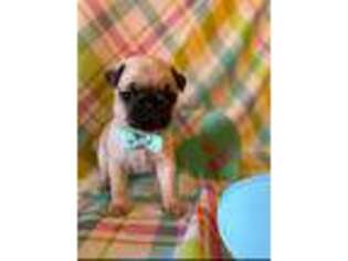 Pug Puppy for sale in Hayfield, MN, USA