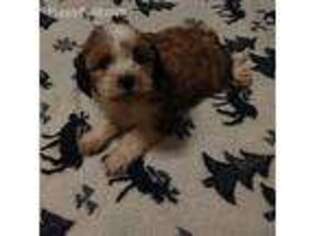 Tibetan Terrier Puppy for sale in Ava, MO, USA