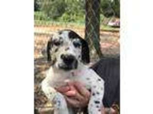 Great Dane Puppy for sale in Richton, MS, USA