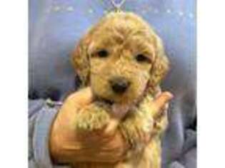 Goldendoodle Puppy for sale in Berlin, NJ, USA
