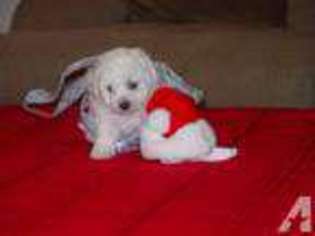 Bichon Frise Puppy for sale in ONTARIO, CA, USA