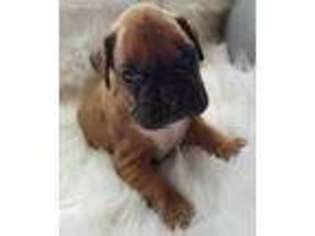 Boxer Puppy for sale in Blounts Creek, NC, USA