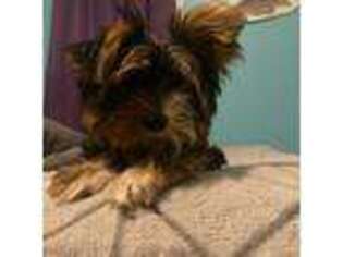 Yorkshire Terrier Puppy for sale in Newmanstown, PA, USA