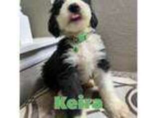 Old English Sheepdog Puppy for sale in Germantown, WI, USA