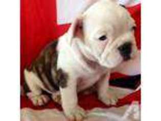 French Bulldog Puppy for sale in SUN CITY, AZ, USA