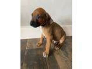 Rhodesian Ridgeback Puppy for sale in Chesapeake, VA, USA