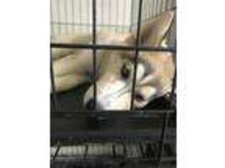 Siberian Husky Puppy for sale in Hollywood, FL, USA