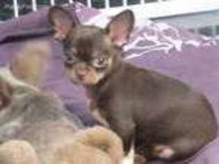 Chihuahua Puppy for sale in Dayton, OH, USA
