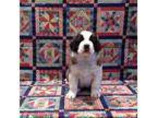 Saint Bernard Puppy for sale in Reedsburg, WI, USA