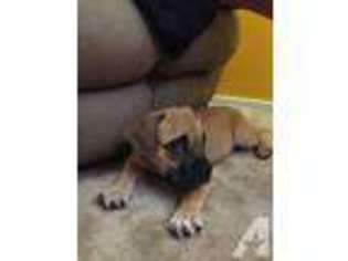 Bulldog Puppy for sale in BURKE, VA, USA