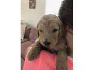 Goldendoodle Puppy for sale in Salt Lake City, UT, USA