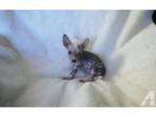 Chinese Crested Puppy for sale in MOSES LAKE, WA, USA