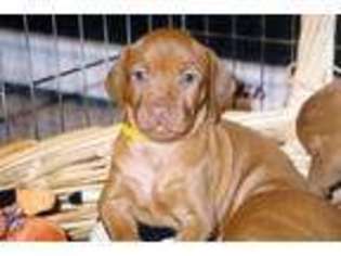 Vizsla Puppy for sale in PHOENIX, AZ, USA