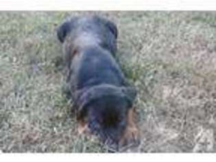 Rottweiler Puppy for sale in FAIRMOUNT, GA, USA