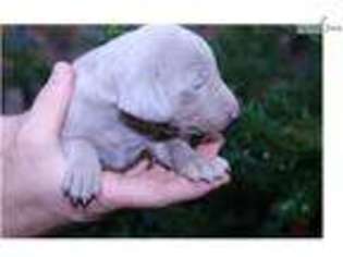 Weimaraner Puppy for sale in Harrisburg, PA, USA