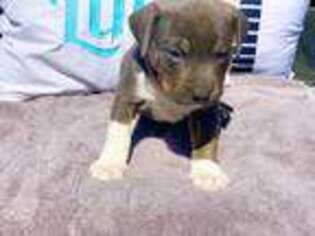 Mutt Puppy for sale in Lilesville, NC, USA