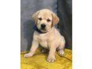 Labrador Retriever Puppy for sale in Bevier, MO, USA