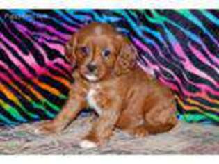 Cavapoo Puppy for sale in Willow Springs, MO, USA
