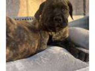 Mastiff Puppy for sale in Barstow, CA, USA