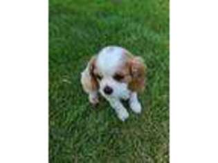 Cavalier King Charles Spaniel Puppy for sale in Mound City, MO, USA
