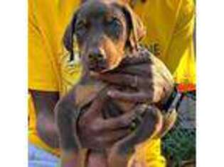 Doberman Pinscher Puppy for sale in Maywood, IL, USA