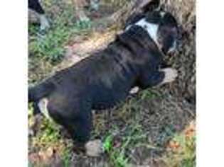 Olde English Bulldogge Puppy for sale in Poteet, TX, USA