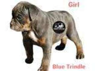 Olde English Bulldogge Puppy for sale in Rossville, GA, USA