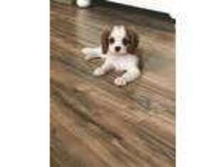 Cavalier King Charles Spaniel Puppy for sale in Moultrie, GA, USA