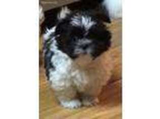 Mal-Shi Puppy for sale in Sherwood, MI, USA