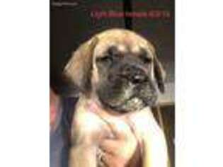 Mastiff Puppy for sale in Harmony, NC, USA