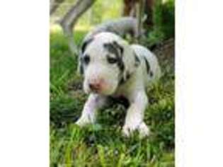 Great Dane Puppy for sale in Shacklefords, VA, USA
