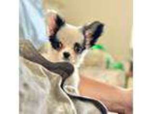 Chihuahua Puppy for sale in Richmond, VA, USA