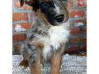 Australian Shepherd Puppy for sale in Cottonwood, CA, USA