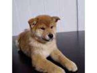 Shiba Inu Puppy for sale in Apple Creek, OH, USA
