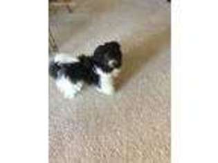 Havanese Puppy for sale in Burleson, TX, USA