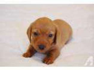 Dachshund Puppy for sale in HARTVILLE, MO, USA