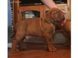 Medium Photo #1 American Bull Dogue De Bordeaux Puppy For Sale in West Plains, MO, USA