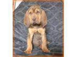Bloodhound Puppy for sale in Dover, PA, USA