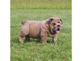 Bulldog Puppy for sale in Waycross, GA, USA