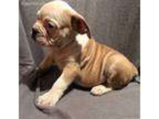 Olde English Bulldogge Puppy for sale in Winfield, PA, USA