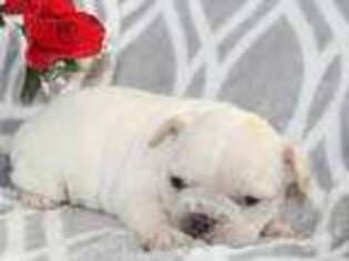 French Bulldog Puppy for sale in Whiteville, TN, USA