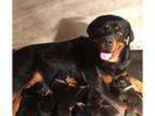 Rottweiler Puppy for sale in HAMPTON, CT, USA