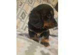 Dachshund Puppy for sale in Red Bluff, CA, USA