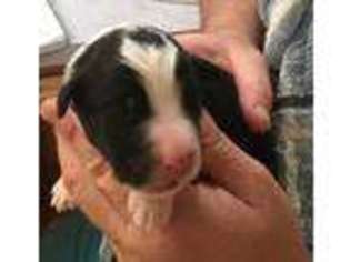 Mutt Puppy for sale in Creighton, NE, USA