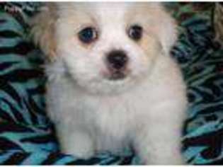 Shorkie Tzu Puppy for sale in Sparta, TN, USA