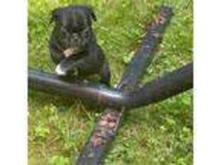 Pug Puppy for sale in Rochester, NY, USA