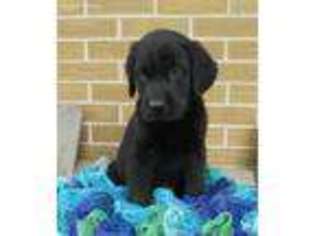 Labrador Retriever Puppy for sale in Grantsville, MD, USA