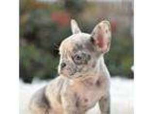 French Bulldog Puppy for sale in Seminole, TX, USA